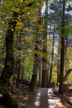 Dim sun
Path in autumn forest
