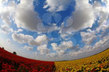 The magnificent spring field of blossoming brightly yellow and red buttercups photographed by a lens the Fish eye