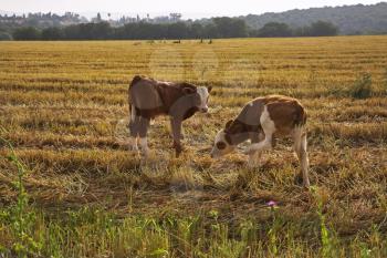 The calfs, grazed in field after harvesting