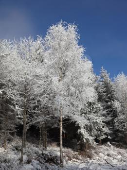 Snow-covered tops of the trees against the bright blue sky

