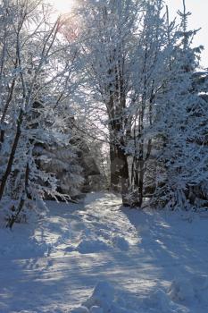 Sunny winter morning. Rolled snowy trails in the Tatra Mountains. Forest and rural wooden house with high roof