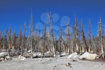 The dried up wood in California. White stones and grey trunks against the blue sky