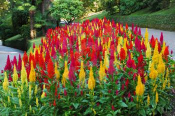 Picturesque beds with decorative red and yellow flowers in park on island Izola Bella