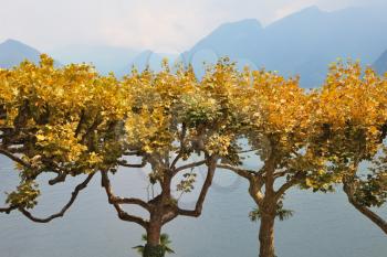 Fog on Lake Como. Ornamental trees with yellow leaves in park