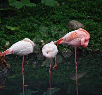 Pink flamingos in the shallows. Misty autumn morning in the reserve
