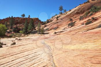Picturesque striped hills from sandstone and low pines in National park Zion in the USA
