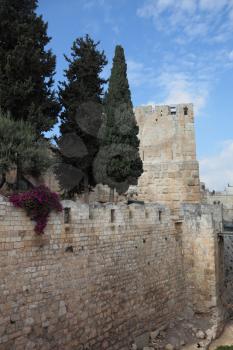 Walls of Jerusalem ancient. Cypress trees, bougainvillea and a cat
