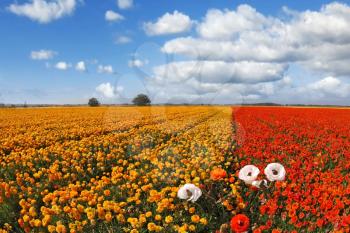 Huge field blossoming red and the yellow flowers, photographed by an lens Fish eye