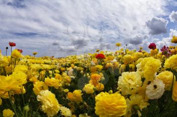 Blossoming field of bright yellow flowers on the sunrise, photographed by an objective  the Fish eye 