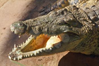 Happy crocodile after feeding. Its opened orange mouth is shined by the sun