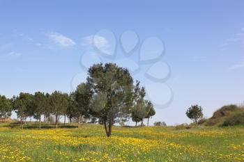 Wonderful serene spring day. Scenic hills, green grass, blooming buttercups and olive trees
