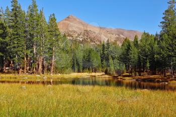 Calm autumn landscape in Yosemite National Park. Yellow and green grass, pine forest and mountains