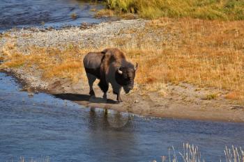 The bison has come on a watering place in Yellowstone national park