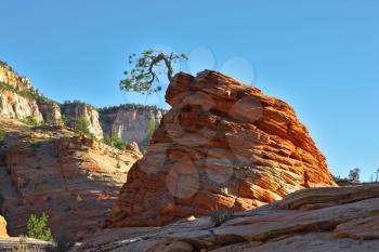 The famous round rock of red sandstone and with a little jerky tree. Zion National Park, sunset