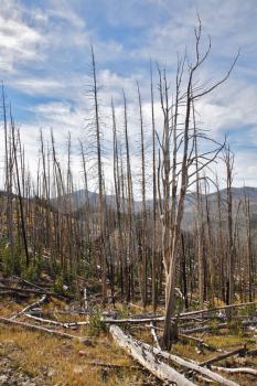 The burned down wood in Yellowstone national park in the autumn