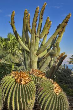  High and round cactuses in botanical to a garden on a background of the sky and clouds