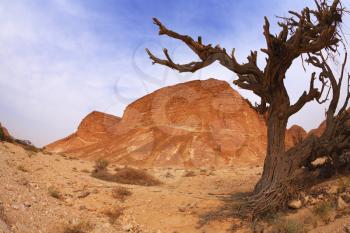 Dry tree in ancient mountains of desert