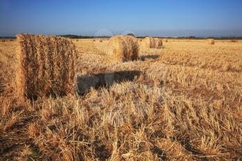 Field after harvest. Rick gathered wheat left to dry in the sun. Sunset