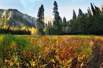 The most beautiful glade in Yosemite national park on a sunset