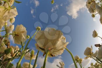 The dark blue spring sky and clouds above a field white flowers, photographed by a lens  the Fish eye 