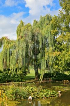 Beautiful park Sigurta in northern Italy. Weeping willows in a quiet pond