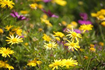 Charming fine field flowers in Israel