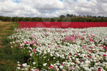 Flower spring in Israel. A huge field flowers on a farm on cultivation of buttercups
