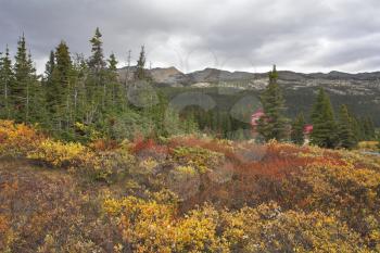  Multi-coloured northern mountain grasses and bushes