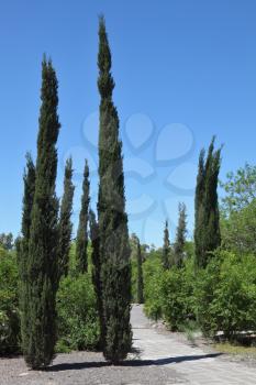 Slender cypress trees along the pedestrian paths in the tourist center near Beit She'an. Israel
