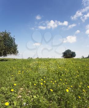 Midday on blossoming hills of hot coast of Mediterranean sea - a grass, flowers and trees