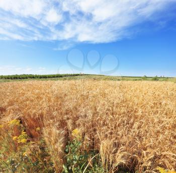 A field of ripe wheat. Harvest ripe in a kibbutz in May