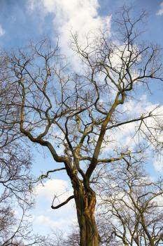  The big spring tree without leaves with blossom  and kidneys on a background of the blue sky and clouds