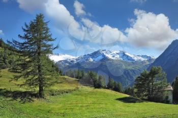 Swiss Alps. Green alpine meadow on a hillside and surrounded by pine forests.  Distance - snow-capped mountains
