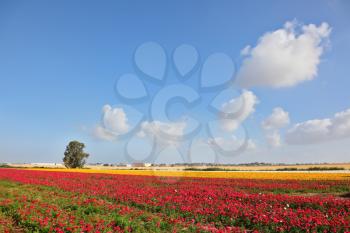 Beautiful fields of large colorful ranunculus grow in the southern country. Spring flowering
