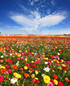 Spring flowering. Huge fields of large colorful buttercups and ranunculus grow in kibbutz in southern Israel.