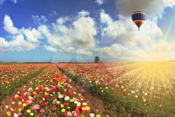 A lot of lovely blooming buttercups and shining clouds. Over the blossoming field of flying a balloon. Shining sharp rays of the sun illuminate the kibbutz field