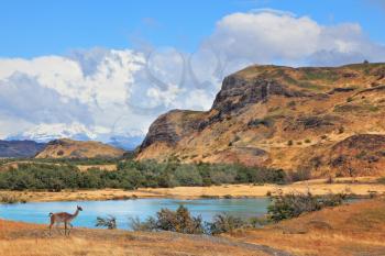 Cold summer in Chile. National park to Torres del Paine - a graceful rack wild guanacos on the river bank