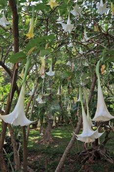 Exotic Tropical Park. Plants blooming in huge white bells
