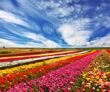 Garden buttercups  of bright contrast colors blossom picturesque strips. Phenomenally beautiful multi-colored flower fields. 