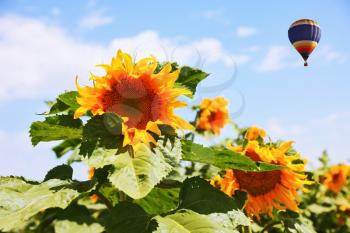 Field of sunflowers. Large and bright balloon flying in the cloudy sky over sunflowers