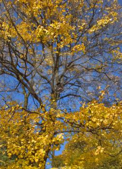  The big tree with yellow autumn leaves on a background of the dark blue sky