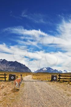 Argentina Patagonia. Always open symbolical entrance to Perito Moreno's national park. The gravel road between boundless Pampas. Graceful guanaco watches the road