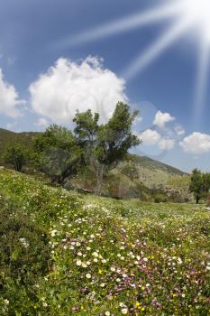 The sparkling spring sun and blossoming hills of the Mediterranean