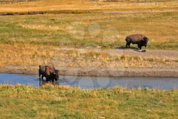 Bisons go on a watering place in Yellowstone national park