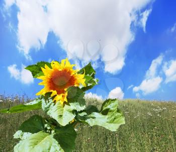 Gorgeous huge sunflower on a field overgrown with weeds. Kibbutz in southern Israel