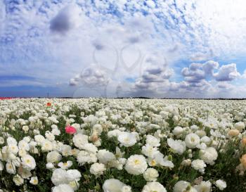 Spring in Israel. Picturesque field of large beautiful white buttercups ranunculus. 