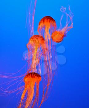 Four small picturesque red-orange jellyfish in the aquarium. Dark-blue water beautifully lit