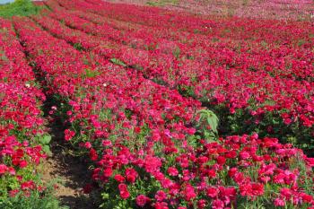 Charming field  pink buttercups- ranunculus. Israel