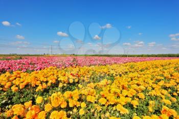 Israeli spring. Kibbutz fields with bright flowers Ranunculus. Flowers are grown for export