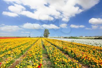 The magnificent garden buttercups. Boundless kibbutz field sown with flowers.